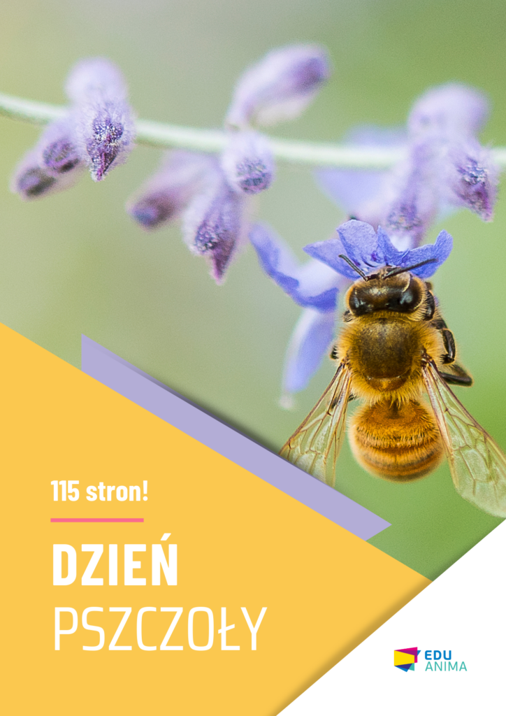 Dzień pszczoły (e-book z kartami pracy)